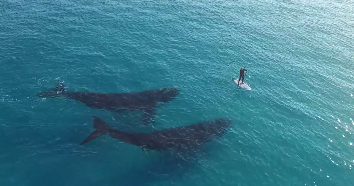 HuffPost's tweet photo. Rare whale duo gets friendly with lucky paddleboarder http://t.co/QGn6WCRnen http://t.co/Oww3bmMrdc