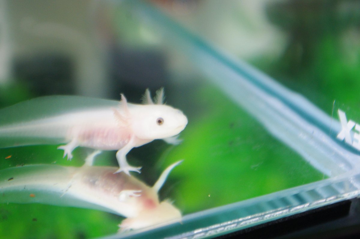 ウパ丸 (@Salamander0816) / Posts / X