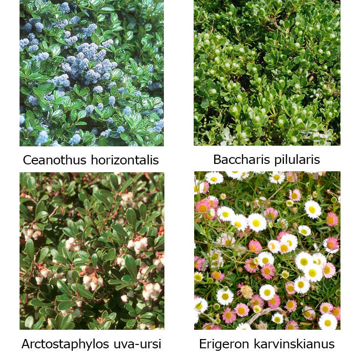 Drought Tolerant Native Groundcover for San Diego northparknursery.com/2015/10/drough…