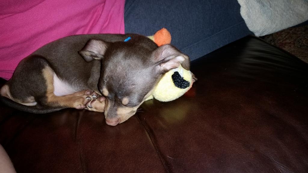 cujothemess21's tweet photo. #ILoveMyDuck #ProfessionalSnuggler http://t.co/NUjSvDvTCk