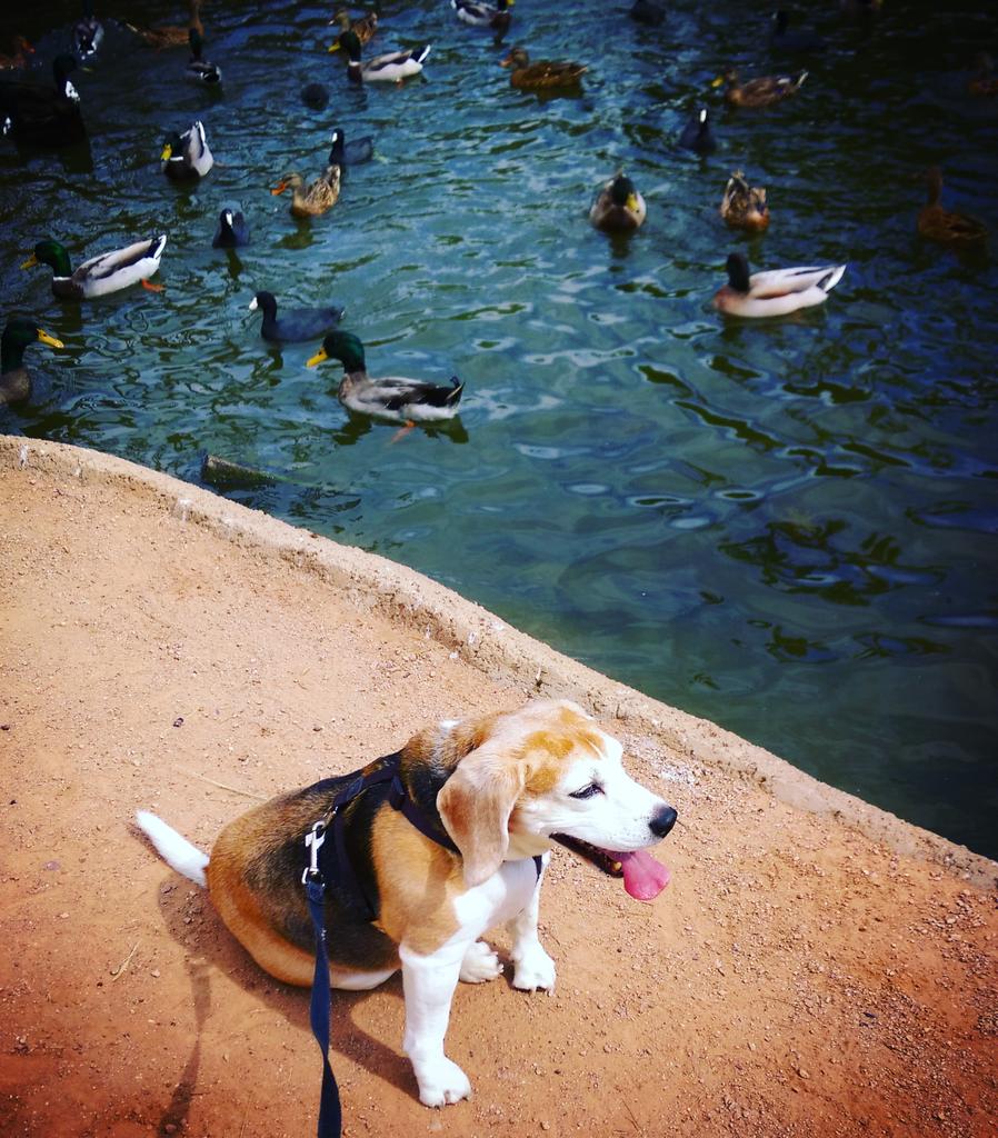 cwagner34's tweet photo. My beagles dog has no interest in these ducks whatsoever. #FreestonePark #GilbertAZ http://t.co/kpy5AvTVqE