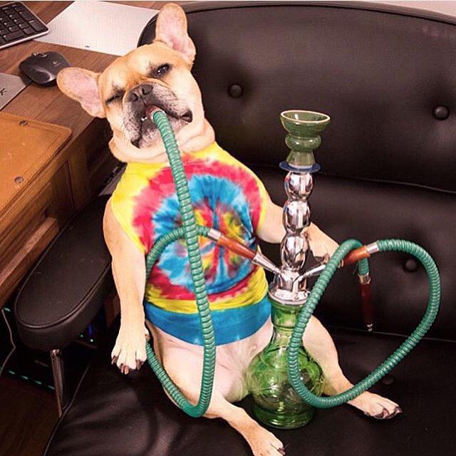 hookahnara494 tweet media