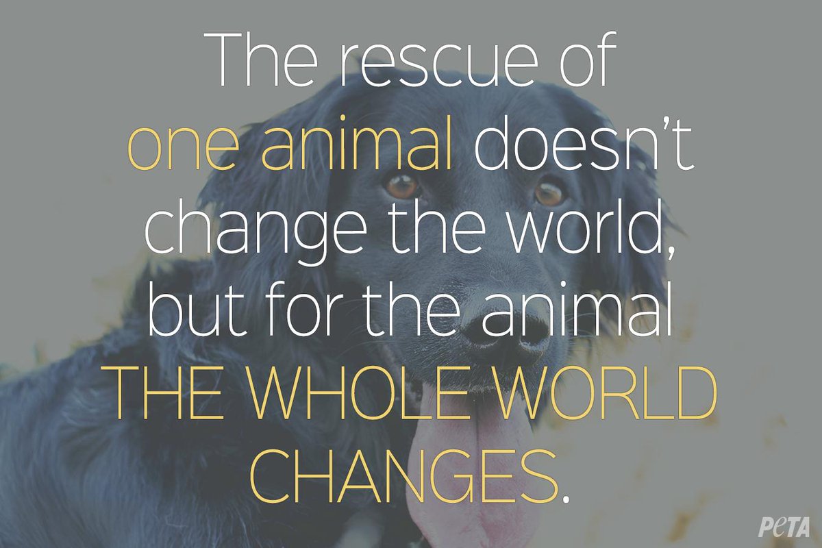 peta's tweet photo. We can ALL agree: #AdoptDontBuy! http://t.co/xbDhFZge7U