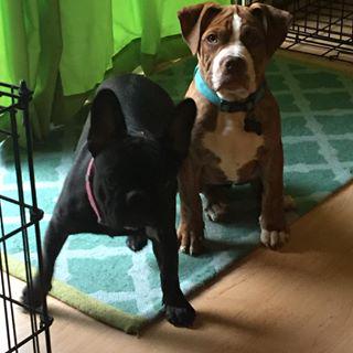 Frenchie_Cute's tweet photo. #sisters #catahoulabulldog #frenchbulldog #furbs http://t.co/gvOf33xDsT http://t.co/diHZ0cghDs