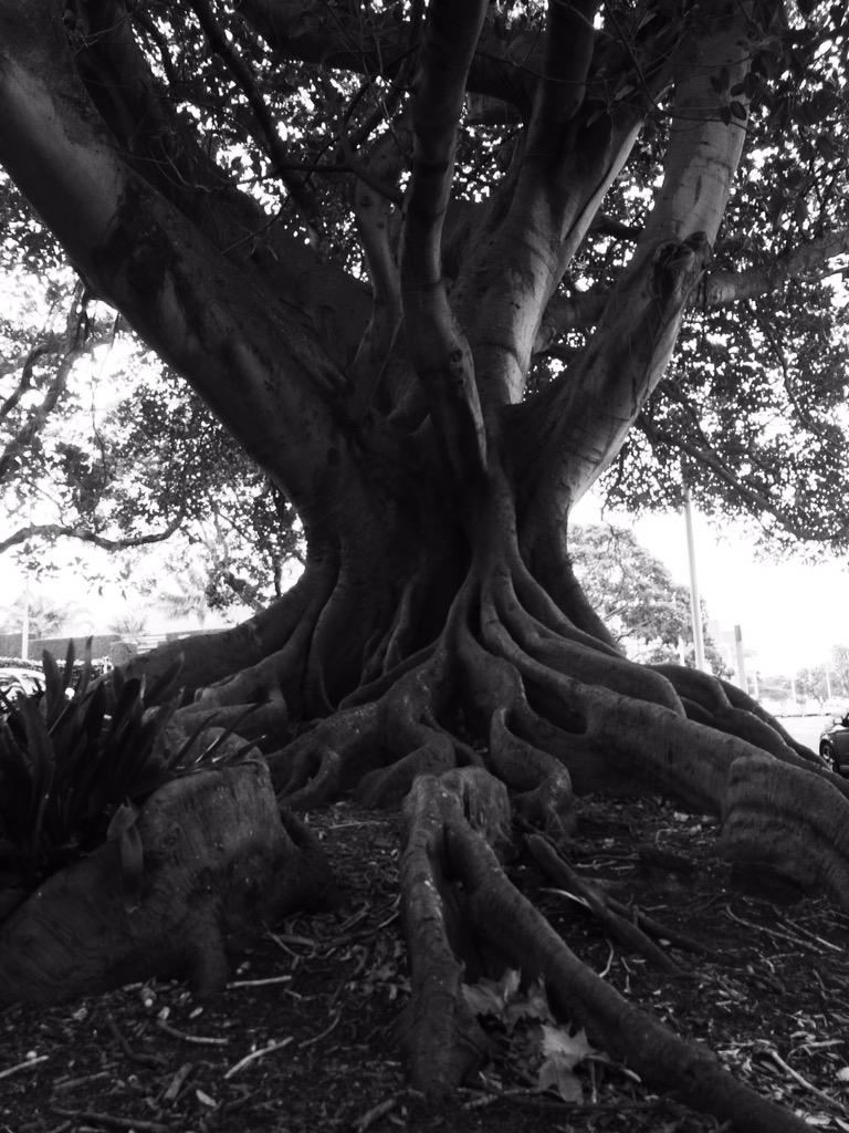 my_view_pics's tweet photo. Gnarly old tree, Davenport - New Zealand http://t.co/OI4vP0mBfh