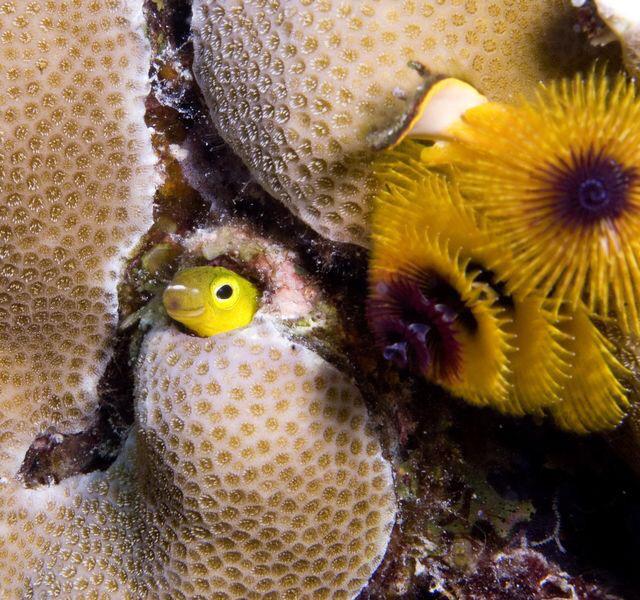 fleetscience's tweet photo. Too hot at home? Stay cool with us! Dive into the coolest oceans with #SecretOcean @ the Heikoff Giant Dome Theater! http://t.co/P9cTIHWmHx