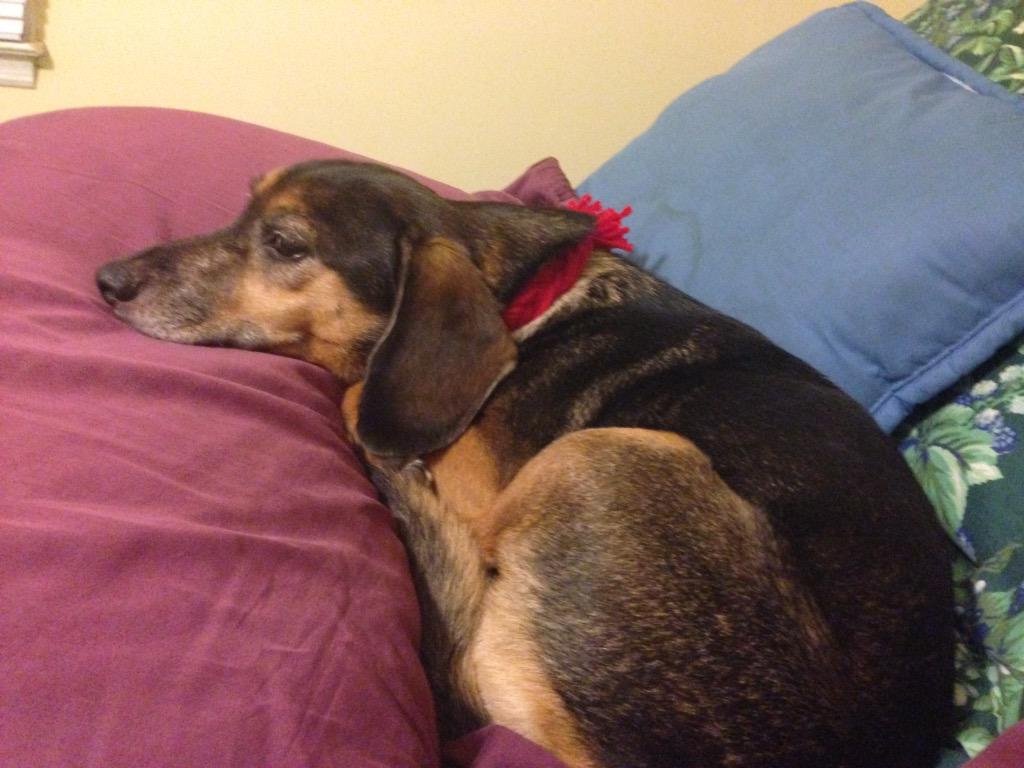 ashdemmitt's tweet photo. #dogsoftwitter http://t.co/W9n1Q50oLJ
