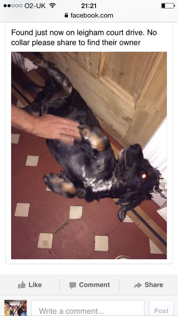 workitleigh's tweet photo. My friend just found this dog in #leighonsea Is he yours? Please RT http://t.co/xLpiNbHMEU