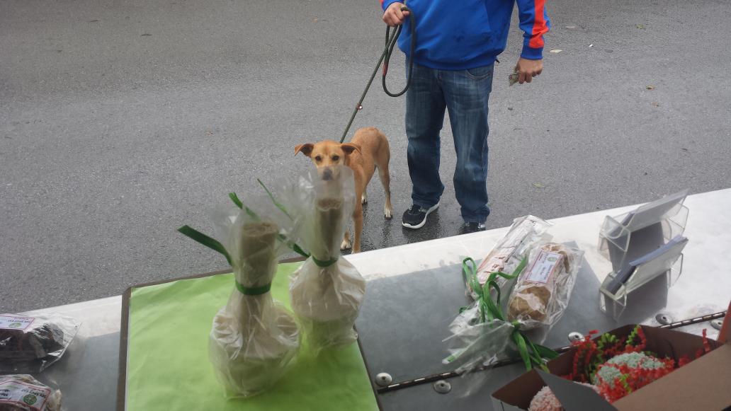 It's little rainy and cool but Gershwin is thrilled about his Pupcicle Pops!  #ragstorichesanimalrescue