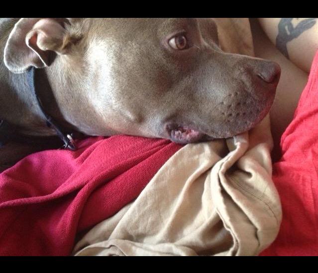 ApolloThePit's tweet image. Chillin! #Saturday #pitbulls #dogsoftwitter #dogs #doglovers #adorable #cutedogs #GoodMorning #pets #snuggletime