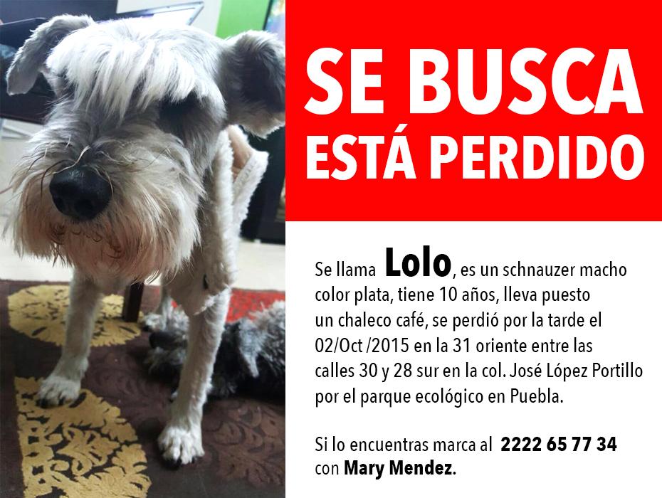 Lolo se perdió ayer cerca del Parque Ecológico, en la 31 oriente entre las calles 30 y 28 sur #Puebla #SeBusca #Perro