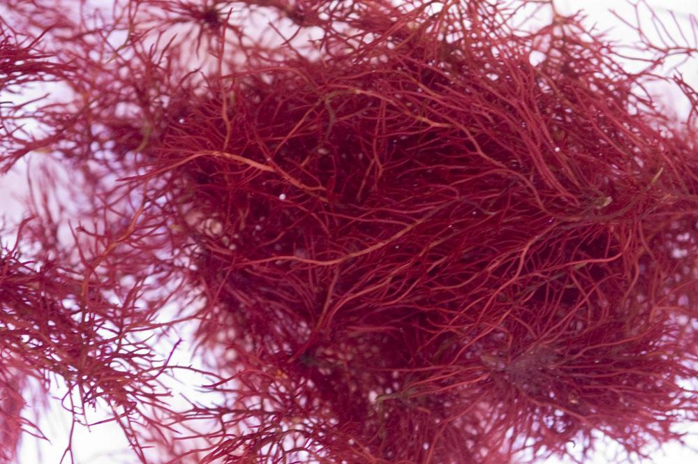 1fish2fishdavie's tweet photo. JUST IN RED OGO GRACILARIA MARINE ALGAE!!! http://t.co/ARdwGBNg8W