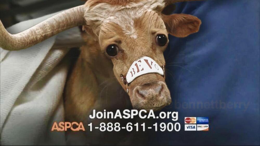 Somewhere, in America, there's an animal being beaten. For just 60 cents a day you can help