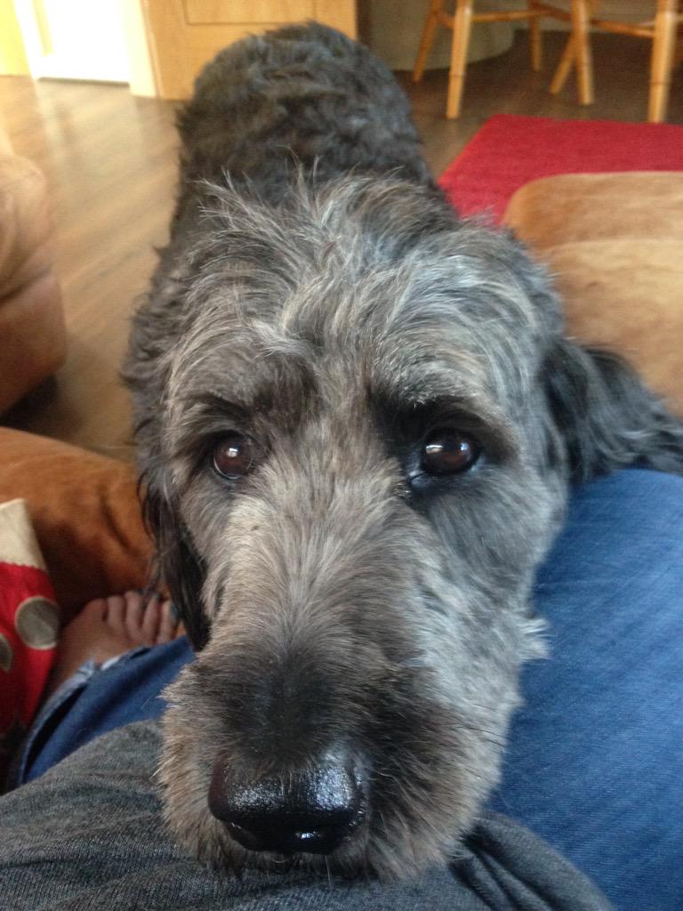 watersidedogs tweet picture