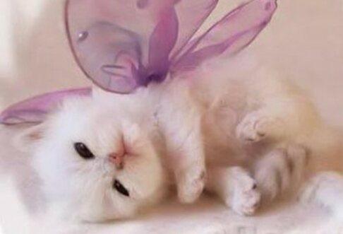 originaltacocat's tweet photo. Too friggin cute #caturday @TanyaInAlameda @heavydemon2012 @4nbltruths @catz_dont @BigEyeBeanieBoo @THExDOGFATHERx http://t.co/9w9WhEnbUG