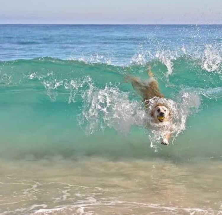 Surfholidays.com tweet media