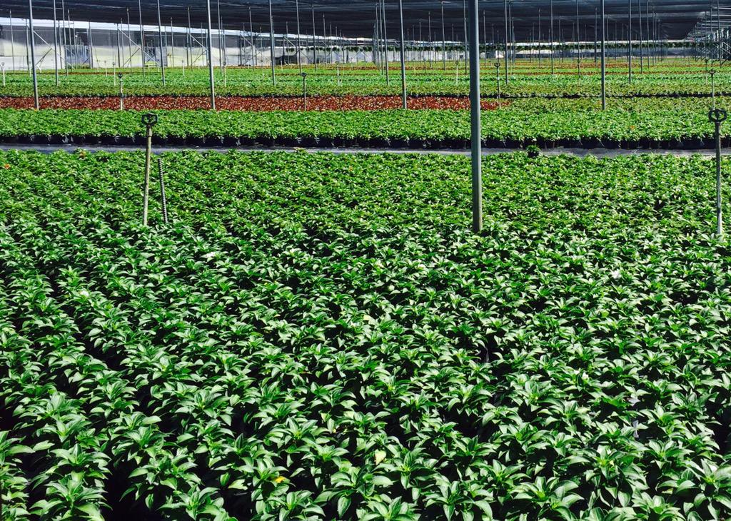 _TylerChandler's tweet image. This Fall's impatiens crop. Sprayed with #AirCover and #Droplex for as far as you can see....