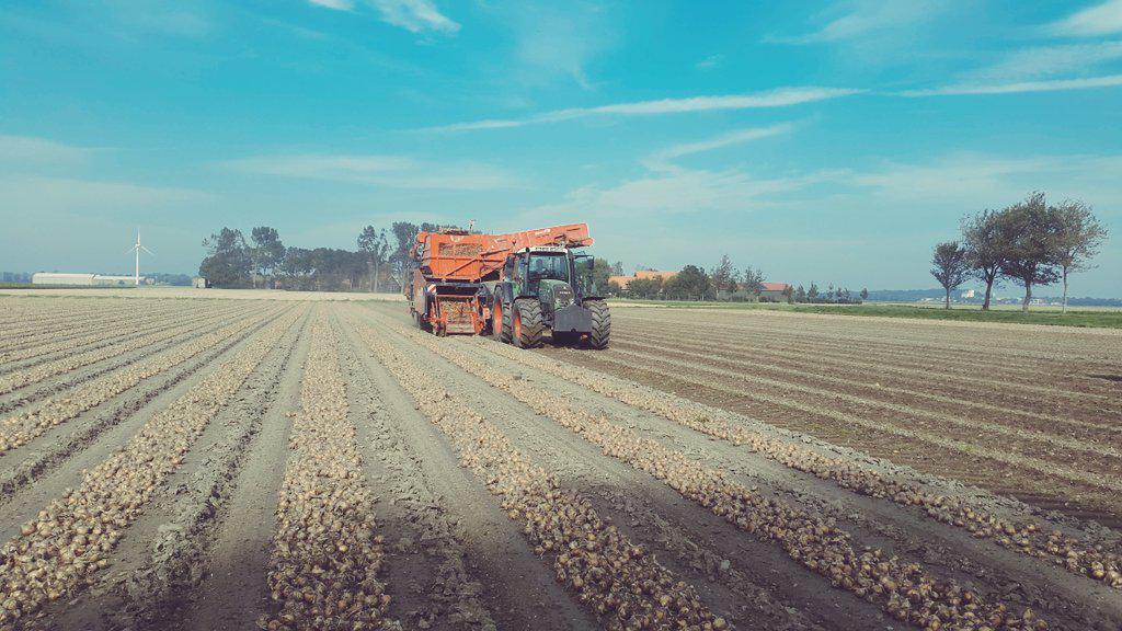 Vandaag de uien naar binnen gereden!