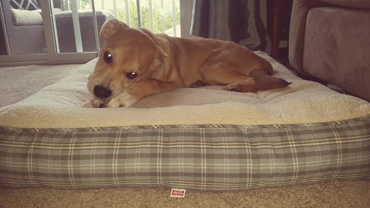 My dog loves his plaid bed from <a href="/Target/">Target</a>! #Plaidurday #BootsAndBarkley #Plaid