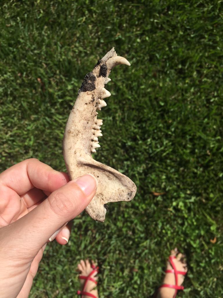 sabrina_hughes's tweet image. Found jawbone #dogwalklife