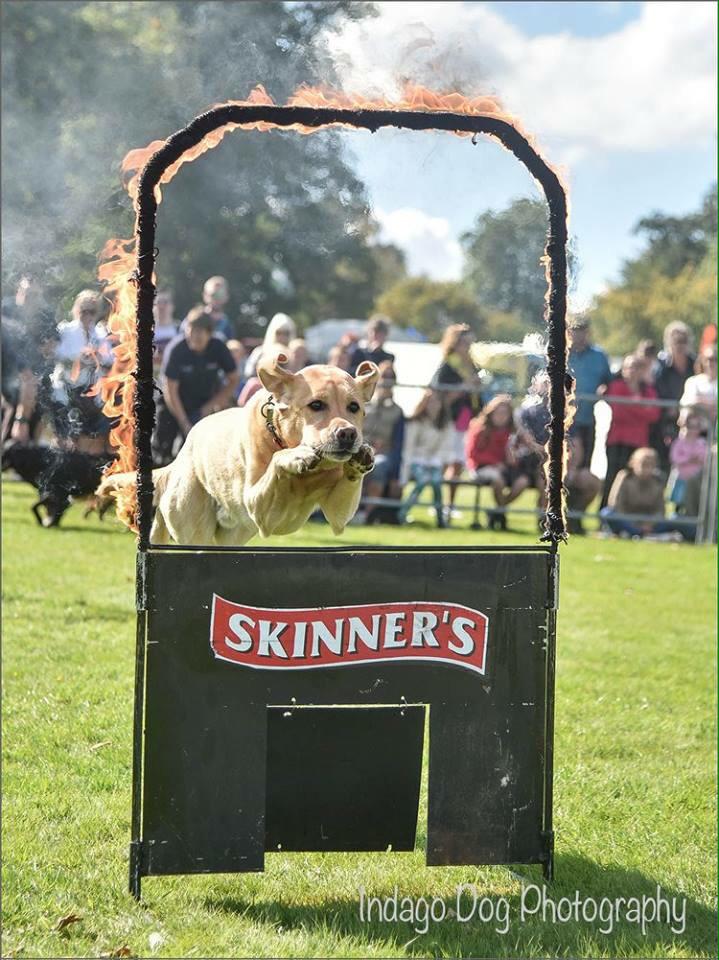 PFTDogDisplay's tweet photo. Fantastic photos @IndagoDogPhotos from @Living_Heritage @SkinnersPetFood @Trishhelme @gcuthb @wickdom @netash66 http://t.co/eZ7prH2lq6