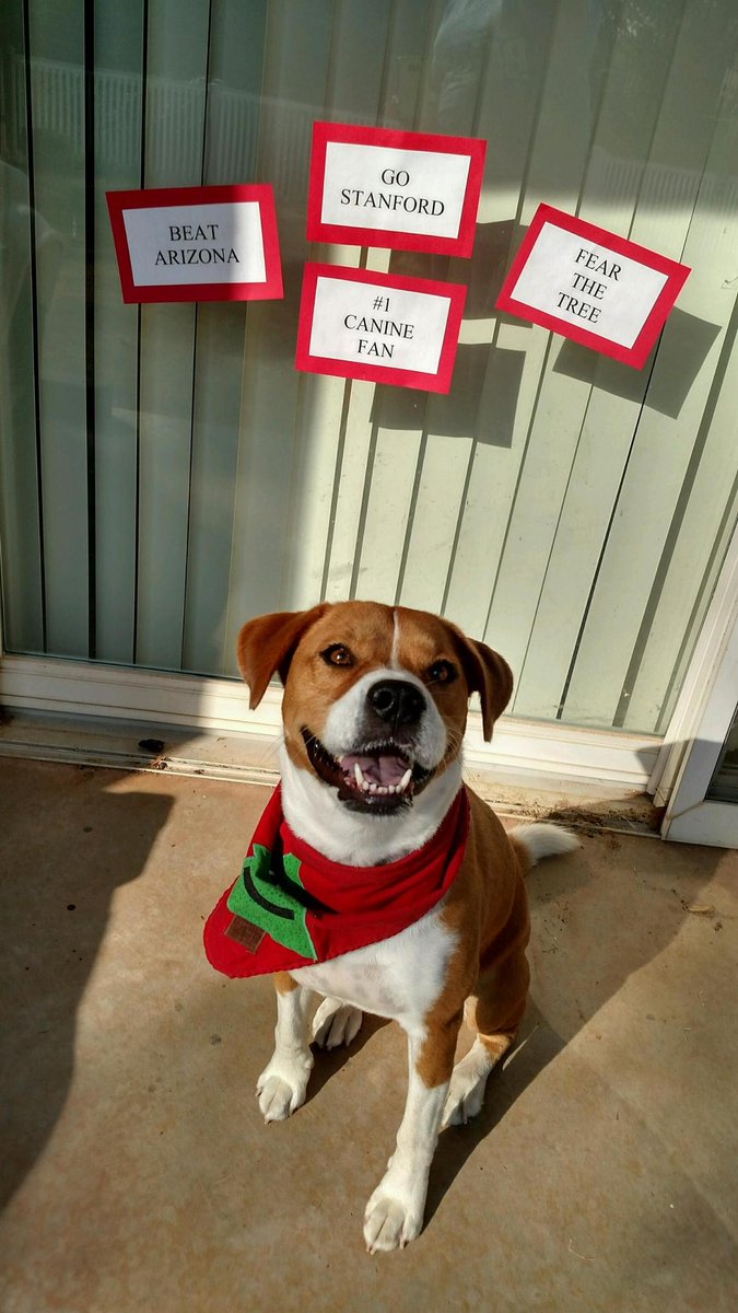 Ryan Bickerstaff tweet media