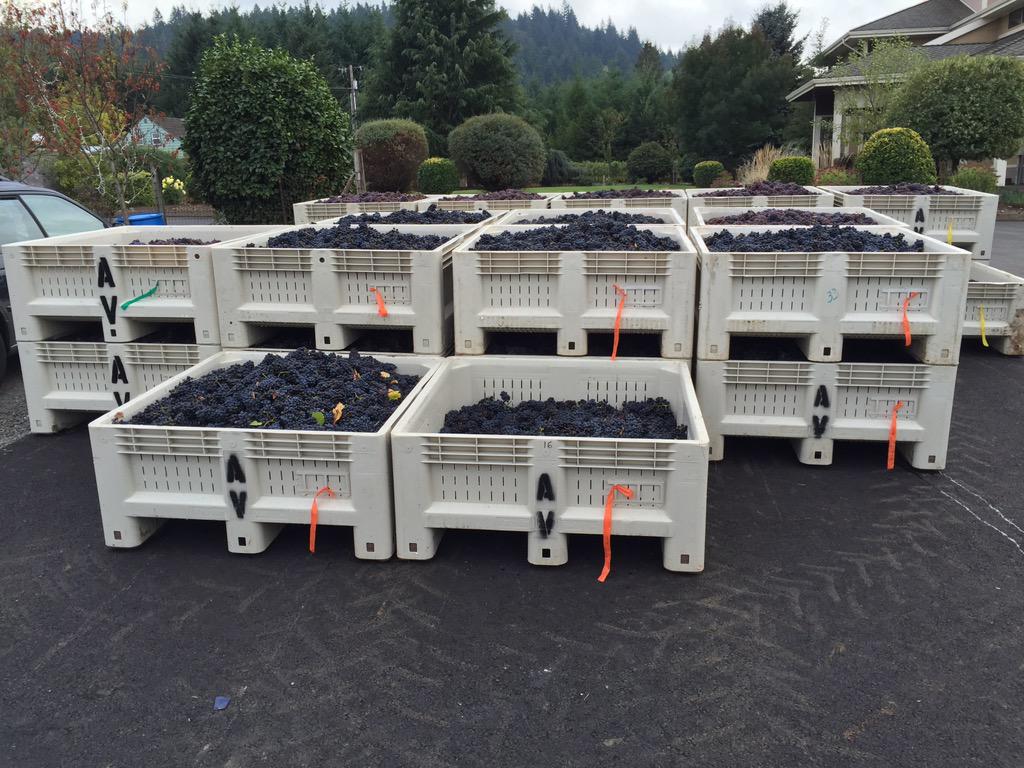 archervineyard's tweet photo. Archer Vineyard's fruit is picked and processed! http://t.co/wlZAryvFl9