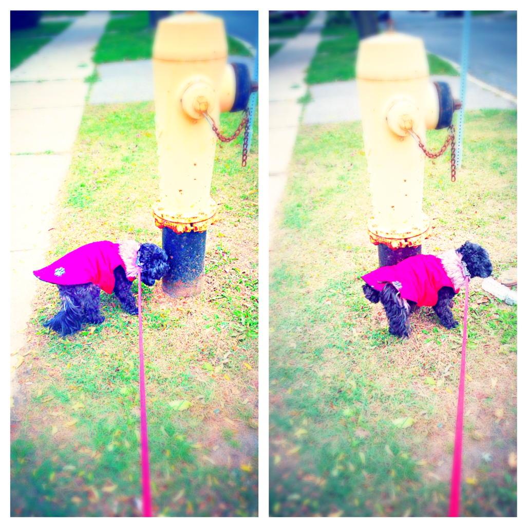 hotel_doggy's tweet photo. Check out Hershey in our red puffer, perfect for fall. #hoteldoggy #redpuffer #perfectforfall #dogsoftwitter #hersh http://t.co/WixVzCoeDV
