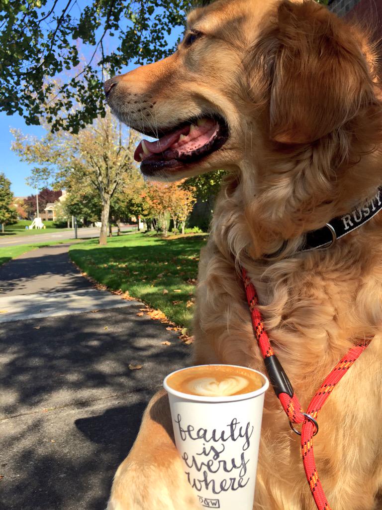 RustyRodas's tweet image. Beauty IS everywhere, taking my human for a walk on this lovely fall day. @dapperandwise #lavenderandhoneylatte