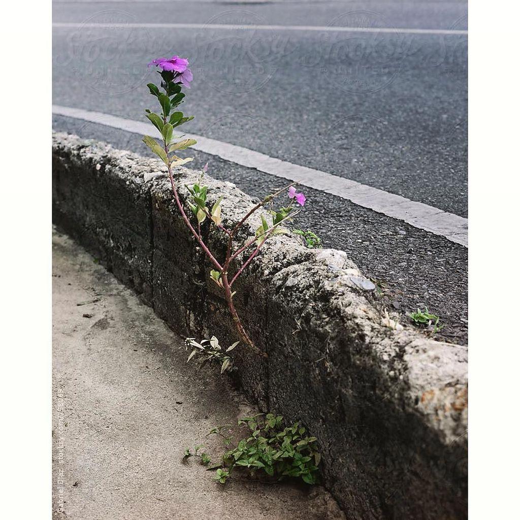 _gabrieldiaz's tweet photo. Life always finds a way. #botanarchy #street #flower #optimism http://t.co/dvwuAlg3CK http://t.co/PVqgjwmfvq
