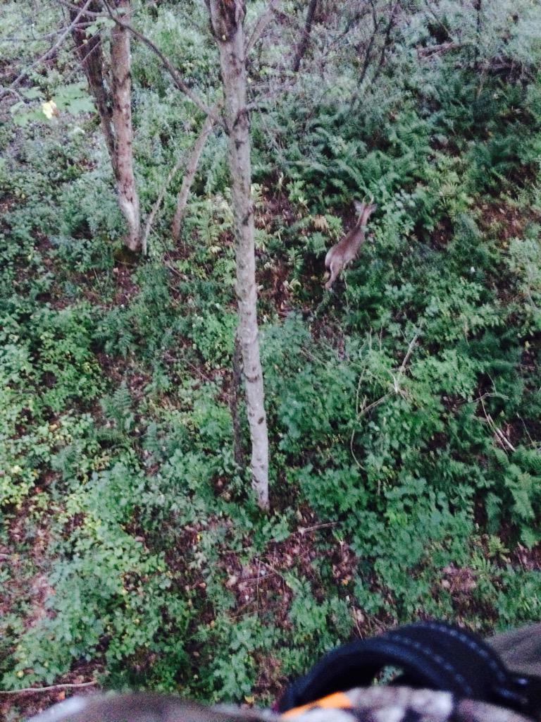 JeffMiller17's tweet photo. Little fork just walked under me - always fun to have them so close and still go undetected! #archeryclose http://t.co/Bn8DA0n6JV