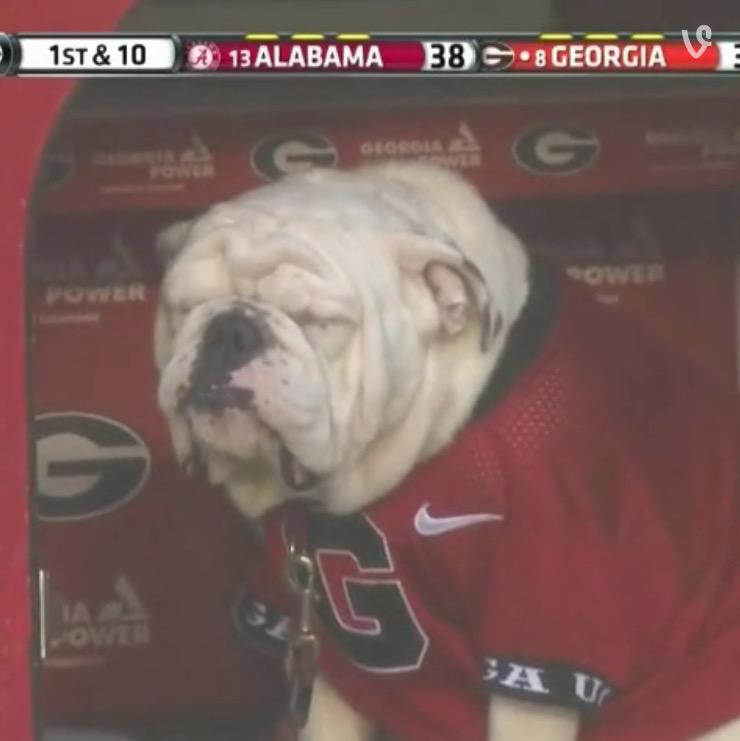 Bleacher Report on Twitter "VIDEO mascot Uga sitting in the