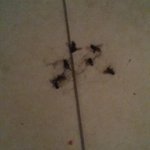 Quasi finita la #caccia per stasera. Quota: 22 mosche, 3 zanzare. Ancora una mosca da scovare. #CacciaGrossa <a href='http://t.co/jOLneODF0f' target='_blank'>http://t.co/jOLneODF0f</a> 