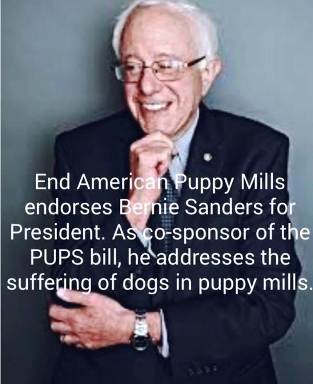 Pups4Bernie's tweet photo. Thanks @BernieSanders for saying NO to puppy mills! #FeeltheBern @Dogs4Sanders #Pups4Bernie 🐶🐾 http://t.co/zWtAqwclRw