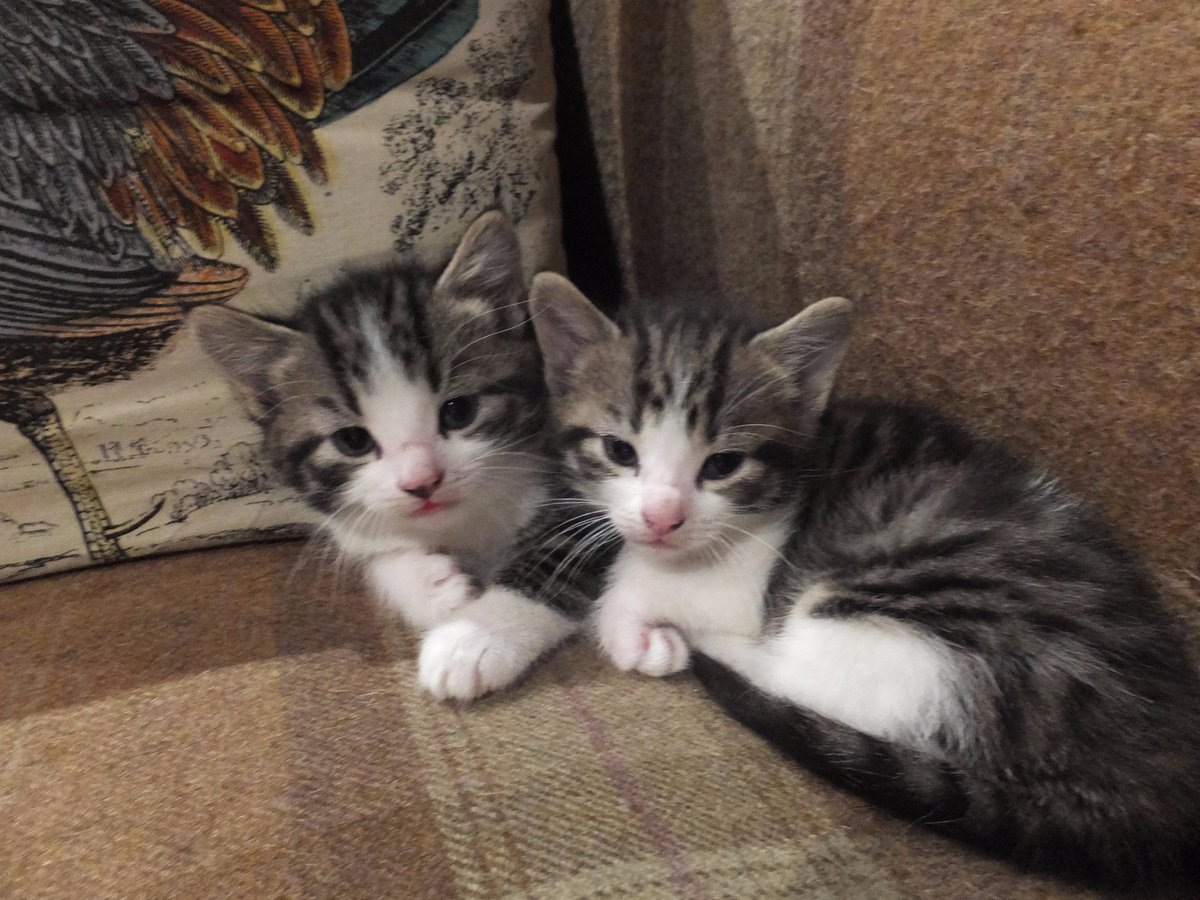 BRODPAT's tweet photo. 2 Kittens wanting new homes! they will be ready to leave mummy Kitty next weekend. http://t.co/GmyJk7q9nq
