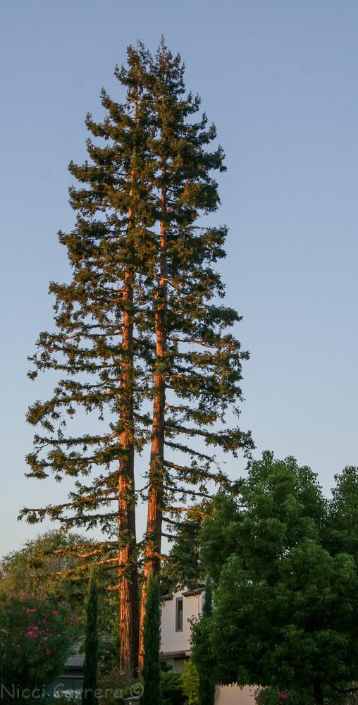 niccicarrera1's tweet image. A new day, filled with light, and a little writing stress niccicarreraromance.com/2015/10/03/a-n…