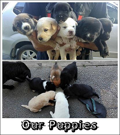 Ketika induknya tidak mampu menyusui semua anaknya, kami siap memberikan yang lebih. <a href="/IMS_NET/">IndonesiaMorningShow</a> #IMS_SayangBinatang