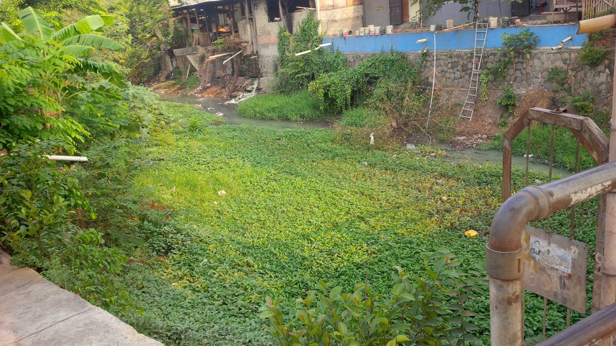 anie_anwar's tweet photo. Hamparan hijau diatas aliran sungai #kayuringin jaya#kotaqu @pemkotbekasi @BekasiUrbanCity @RakyatBekasiCom http://t.co/AuNRv078FA