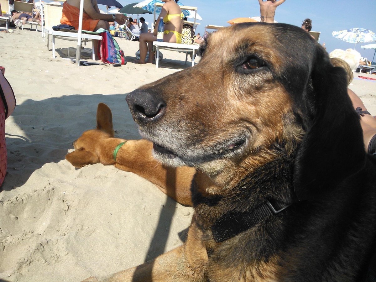 lama_simona's tweet photo. @EmilyBett Hello Emily!!Mi name is Chicco! http://t.co/XQbJUaiELC