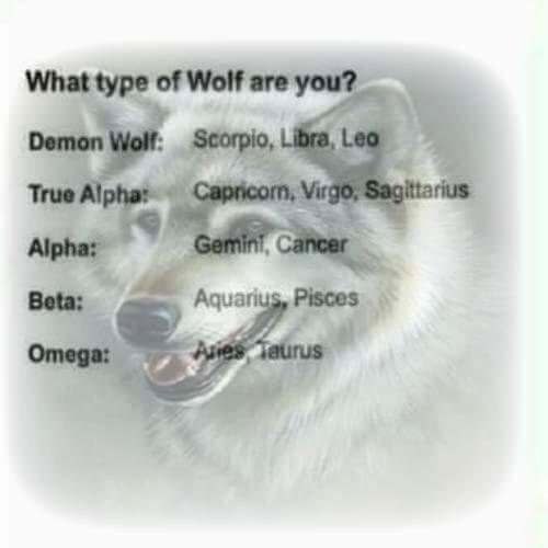 Im a True Alpha. Maybe eventually when the pups are grown I'll be off on my own.