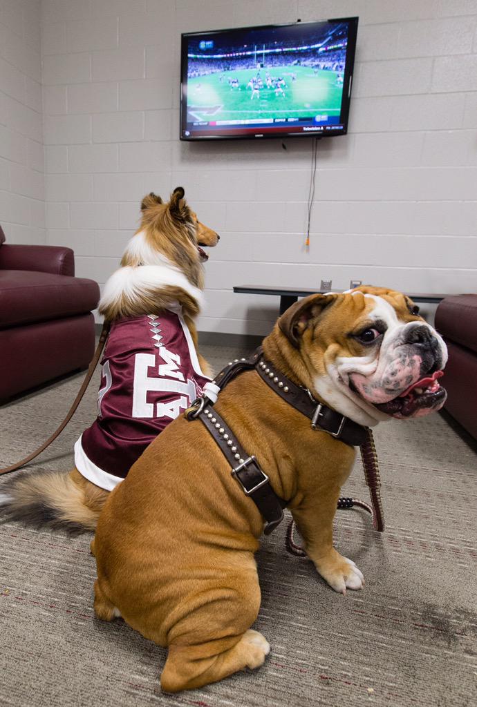 Guess who stopped by to say "howdy" &amp; watch the game with me...<a href="/msstate/">Mississippi State</a> mascot Bully XXI, Jak! 🐶👍🏼