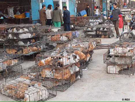sandrae42330316's tweet photo. Hey #World help to stop this!! #StopYulinForever !! #CHINA Stop with the Torture to #dogs OMG!They're not #Food! http://t.co/TcIxcBathz