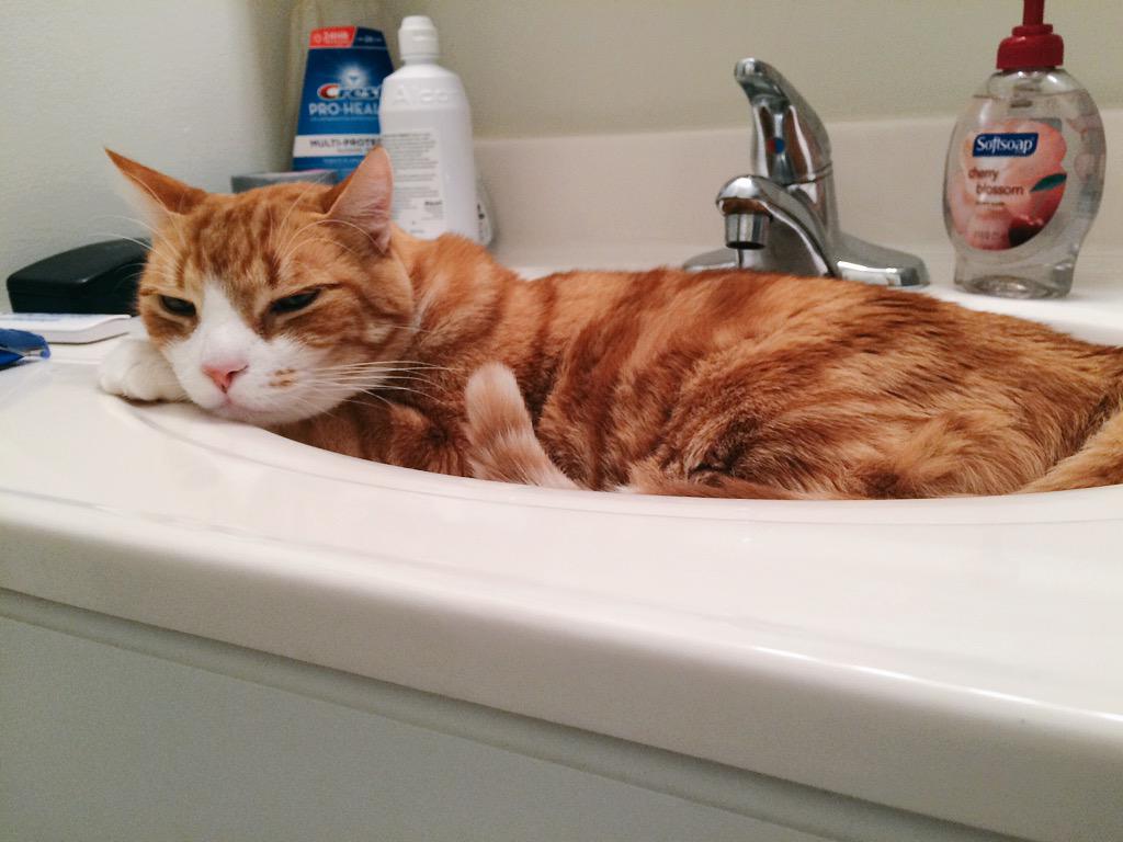 OliverTaco's tweet photo. Did you know that Taco can also take the shape of liquid? #LiquidTaco #SoftShellTaco 😹😹 http://t.co/HyO9Fd0srO