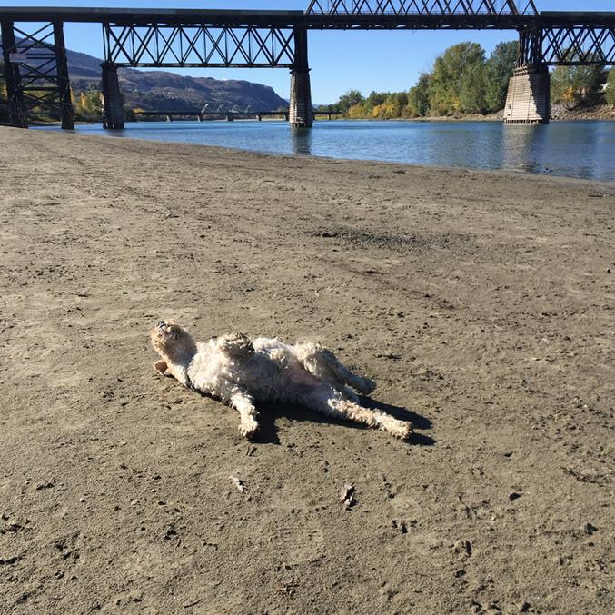 <a href="/WireFoxTerriers/">Wire Fox Terriers</a> <a href="/dtkamloops/">Downtown Kamloops</a> <a href="/tourismtru/">Tourism TRU</a> We could market a dog tourism experience in Kamloops!