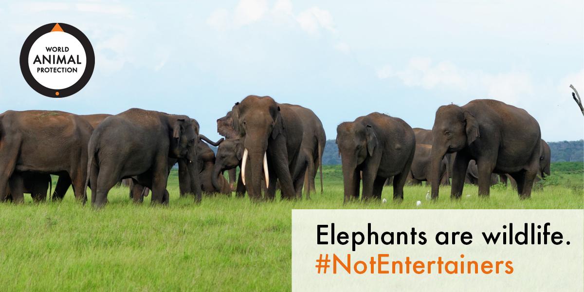 MoveTheWorldAU's tweet photo. RT if you agree. Elephants belong in the wild, they are #NotEntertainers http://t.co/VdTJWmr90L #WorldAnimalDay http://t.co/OHh7yz3LZD