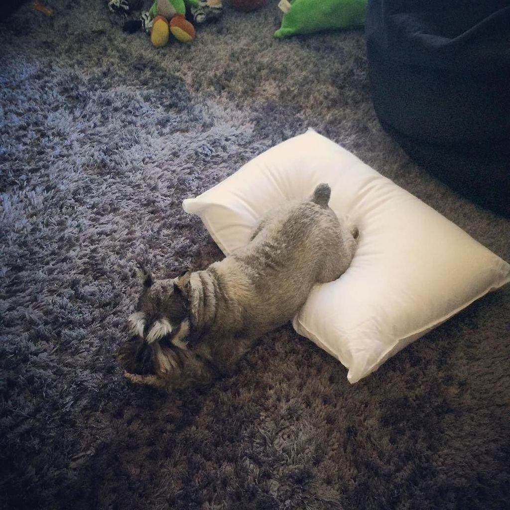 muffinjai's tweet photo. Testing #ChiroFlow pillow for @korechiro 😂🐶🐾❤️ #chiropractic #chiropractor http://t.co/oWkabPZcU7 #minischnauzer … http://t.co/uDMLv2MDTB