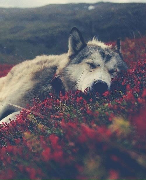 *How the wolf inside feels,*