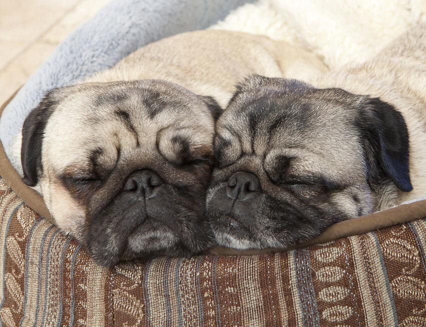 Minnie & Max Pugs on Twitter: "Long day. #puglife http://t.co/iVMg1AlNPu"