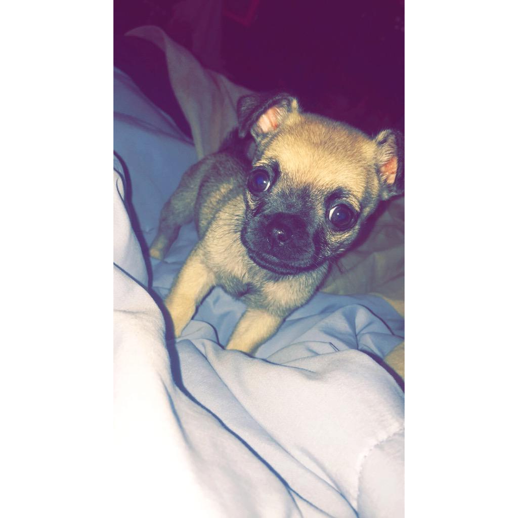 Subcharts's tweet photo. My new pug😘 http://t.co/inCL8wTE4B