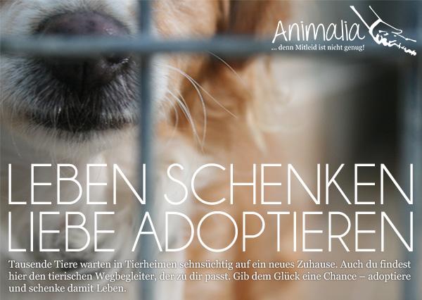 Tiere kauft man nicht, Tiere adoptiert man. #adoptdontshop #lebenschenken #liebeadoptieren #tierschutz